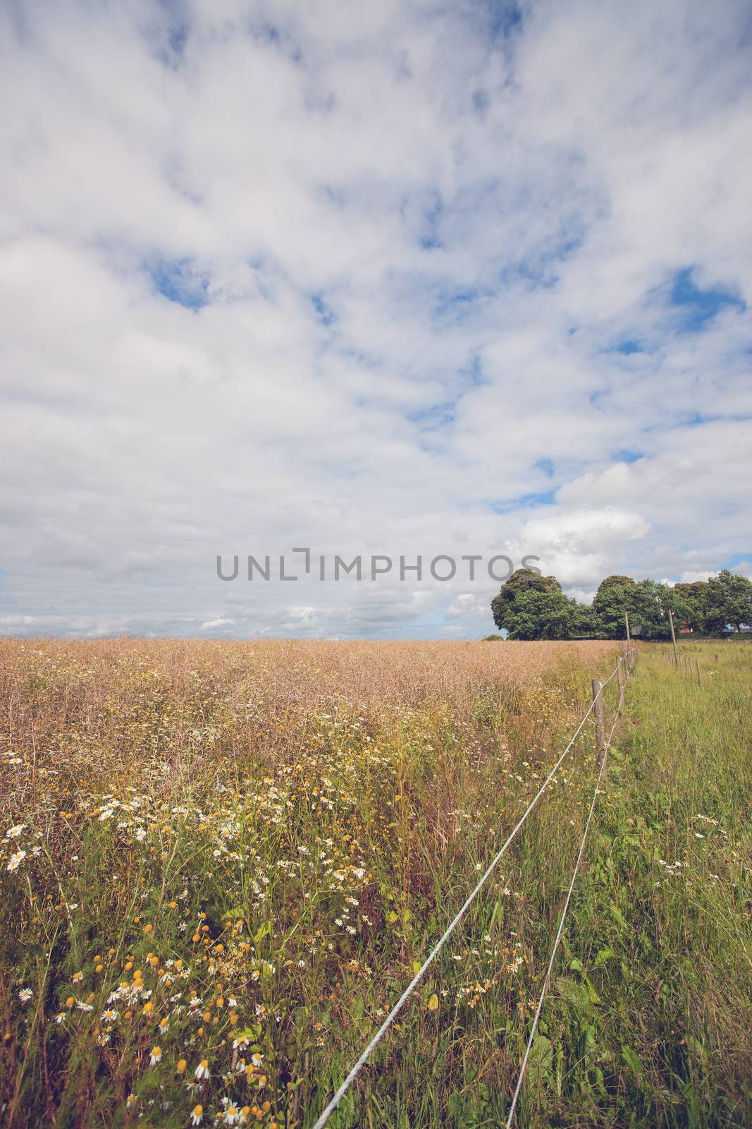 Fence on a meadow with many flowers in the summer