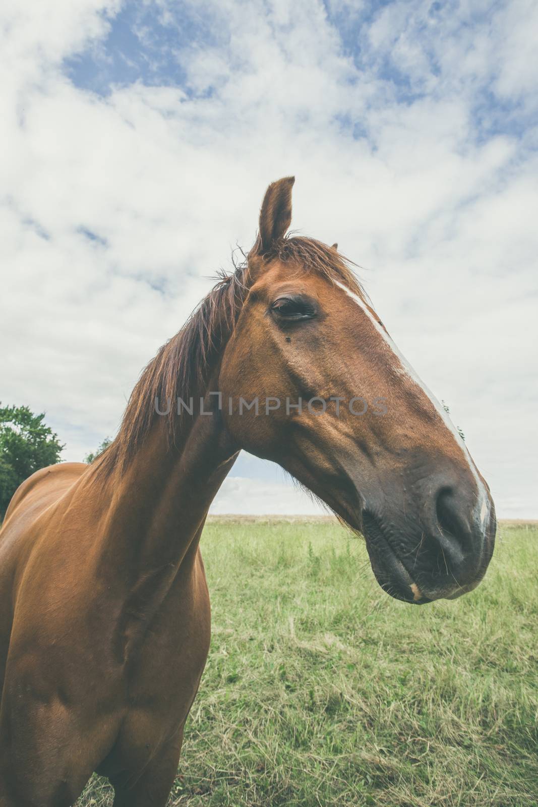 Horse with large head on a green meadow