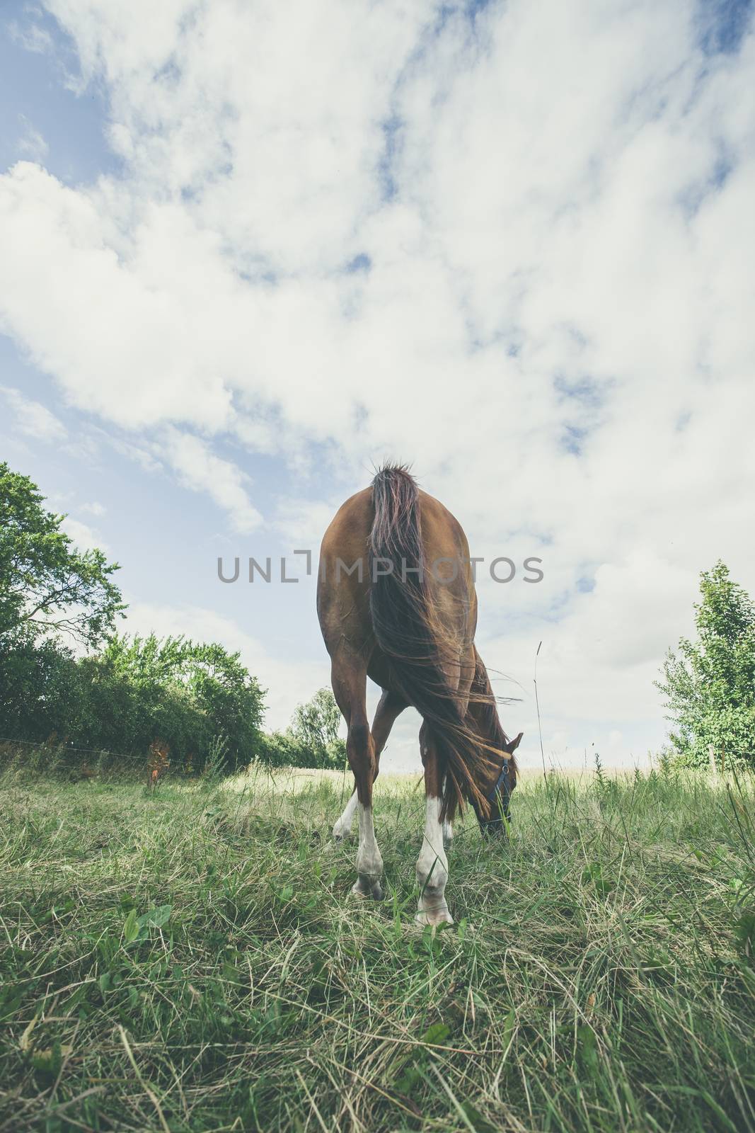 Horse from behind eating grass on a meadow
