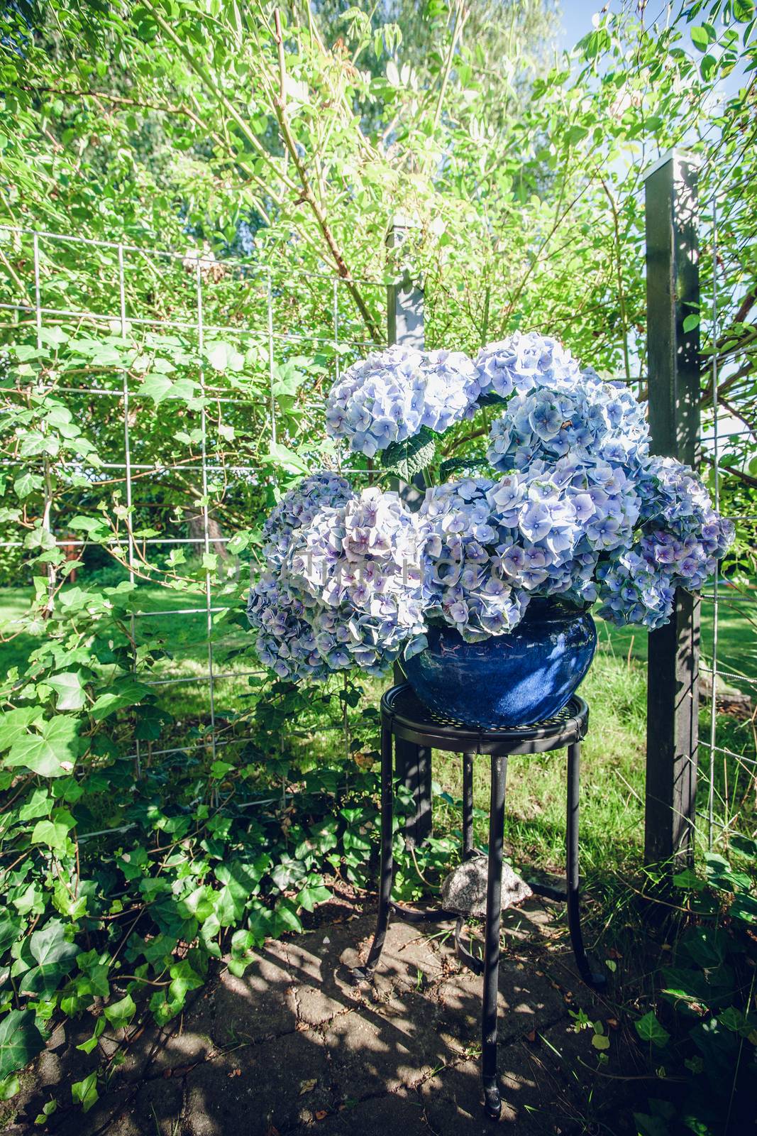 Hortensia flowers in a blue flowerpot by Sportactive