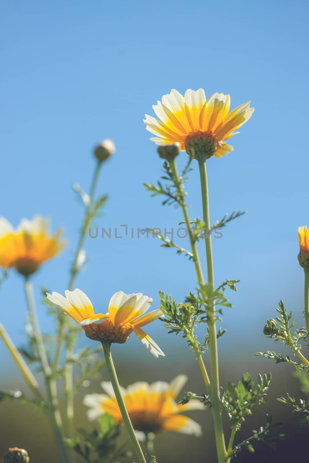 Tall marguerite flowers in the summer in vertical alignment
