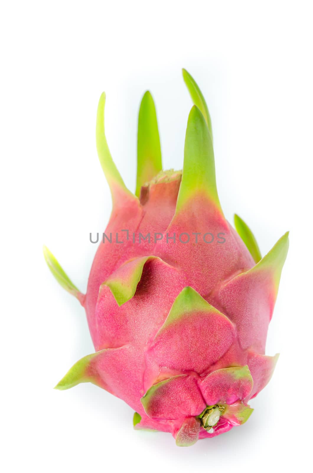 Fresh pink pitaya or dragon fruit  on white background