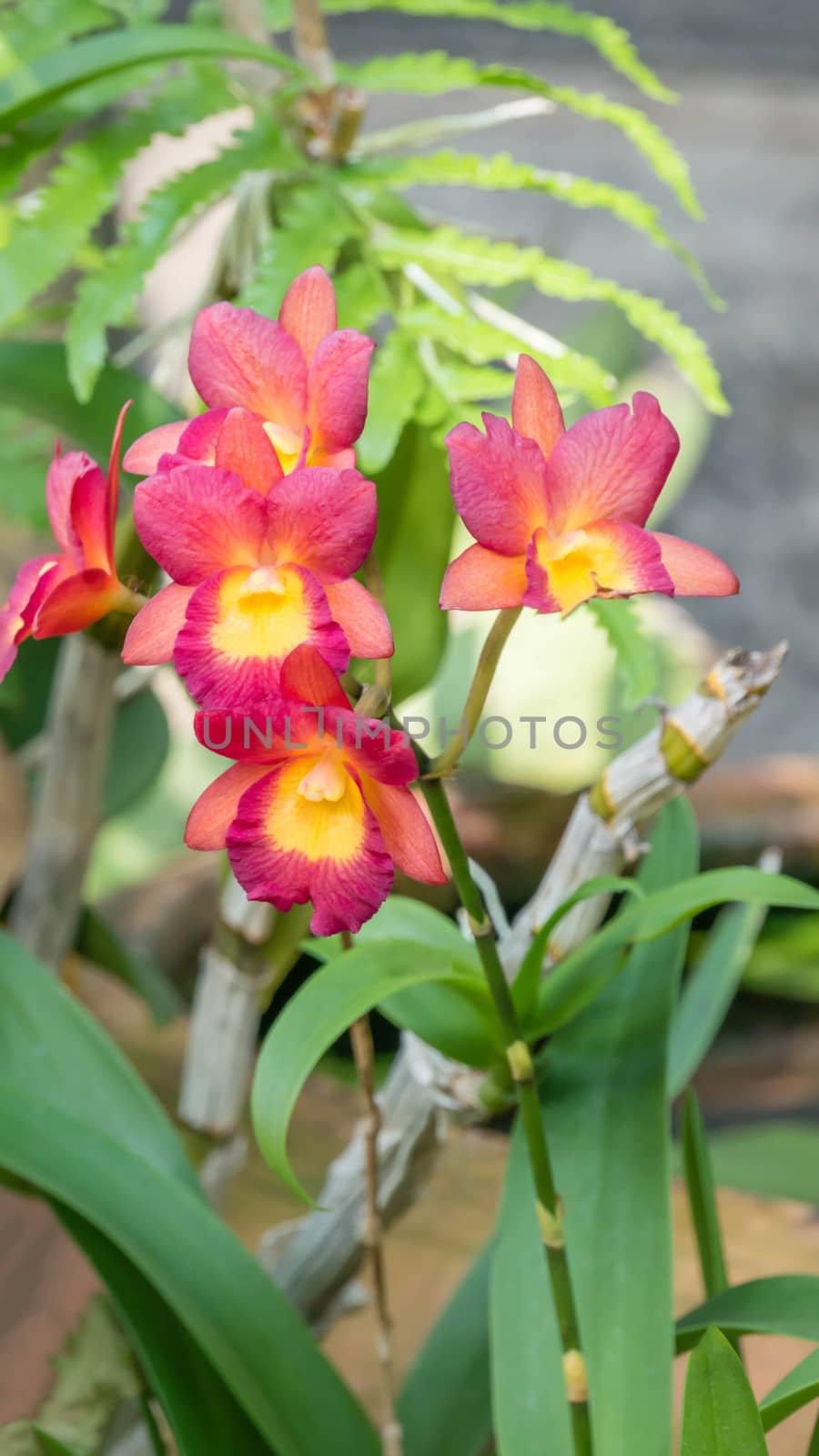 Close up of beautiful orchids blooms in garden