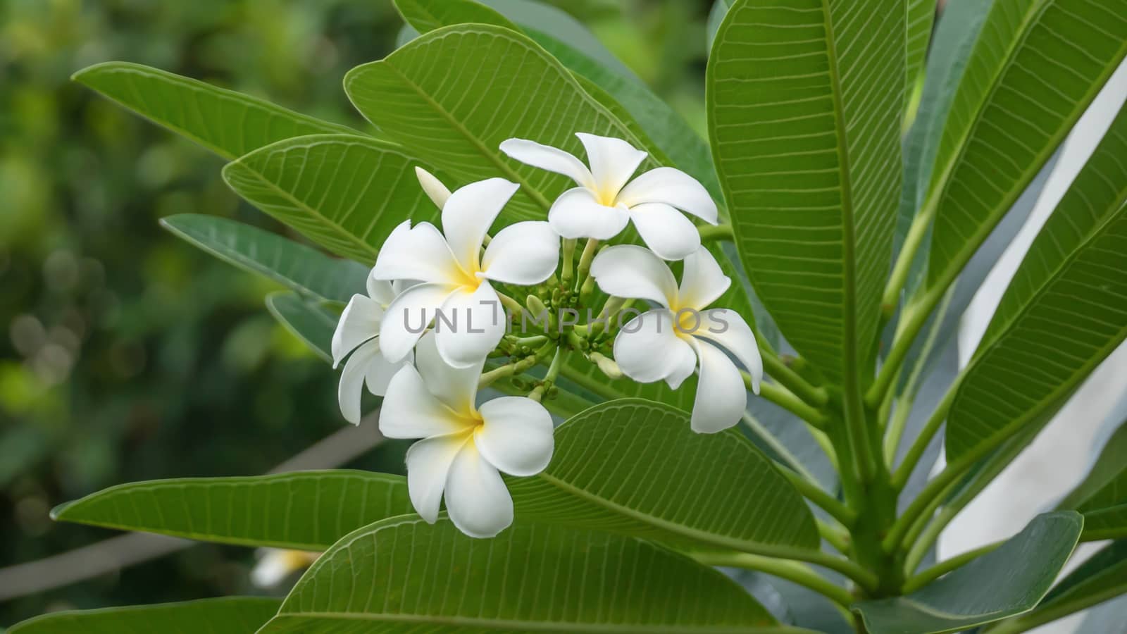 White and yellow Plumeria ( frangipani flowers ) in garden