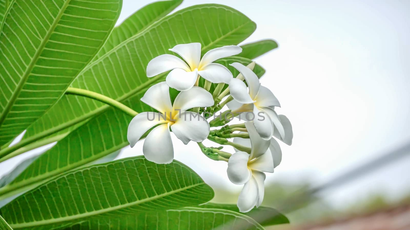 White and yellow Plumeria ( frangipani flowers ) in garden