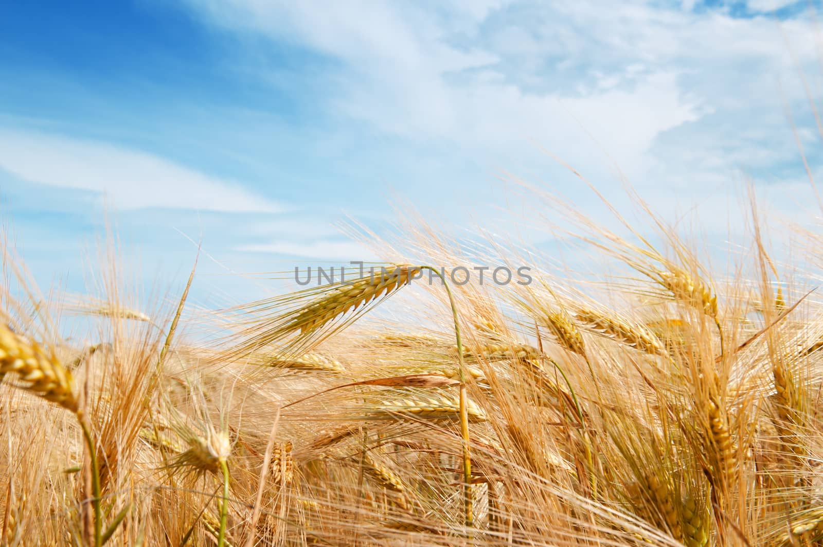 Wheat field and blue sky with clouds