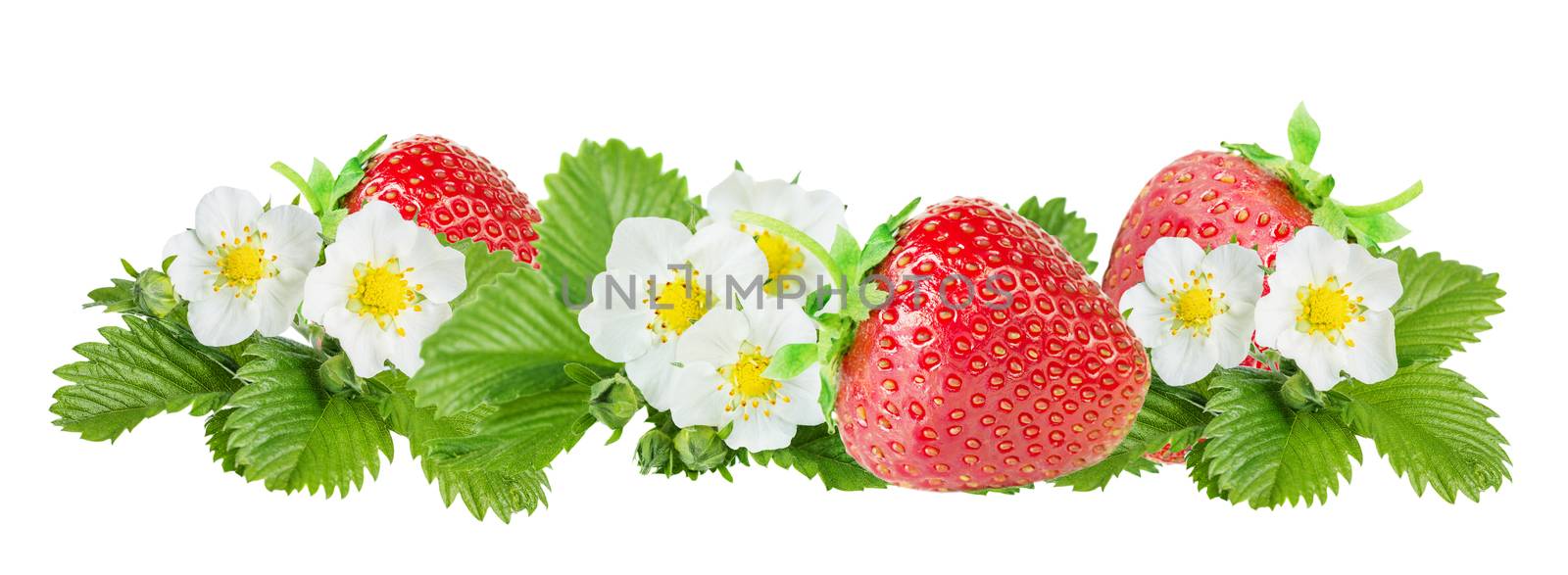 Border composed of large red ripe strawberries and white flowers and green leaves of strawberry isolated on white background