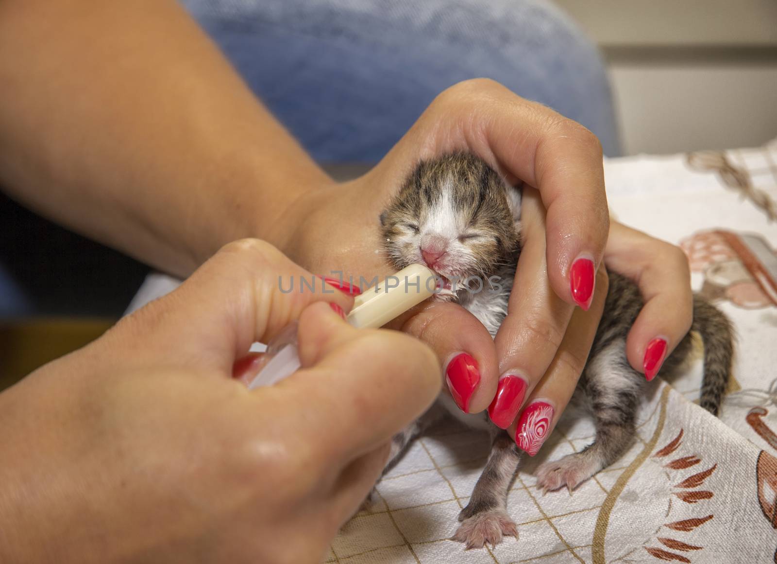 feeding newborn kitten by EdVal