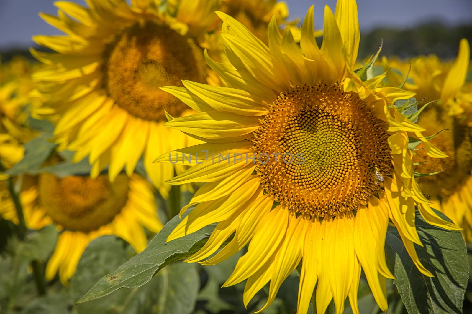 Close up of beautiful sunflowers on a bright summer sunny day
