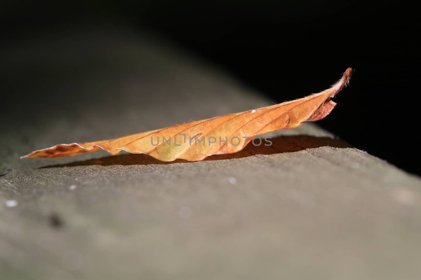 Single leaf on boardwalk early fall