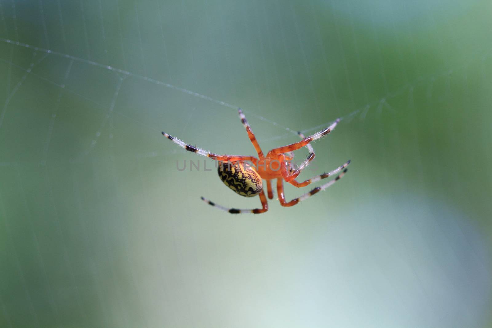 Marbled Orb Weaver Spider female in early fall