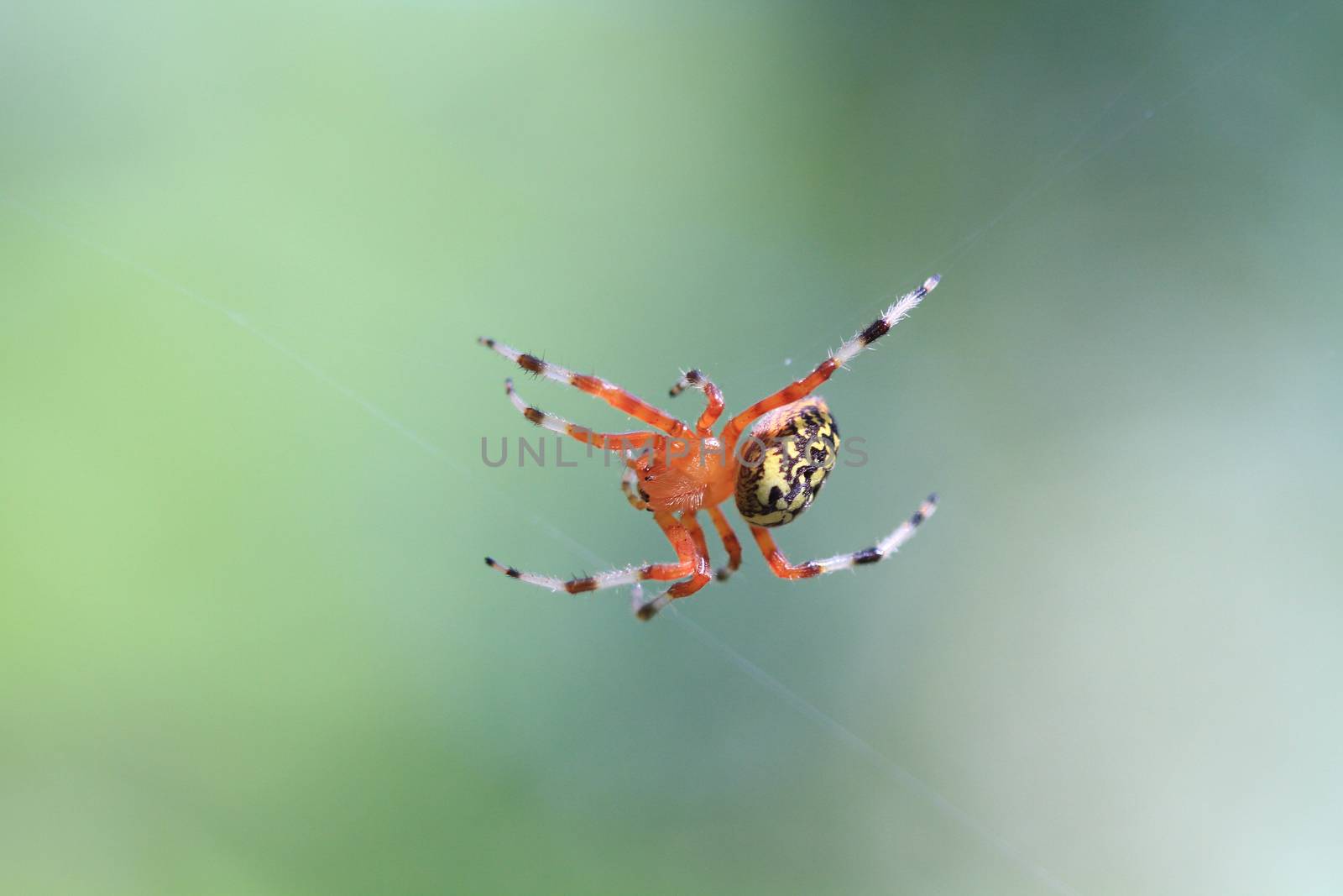 Marbled Orb Weaver Spider female in early fall