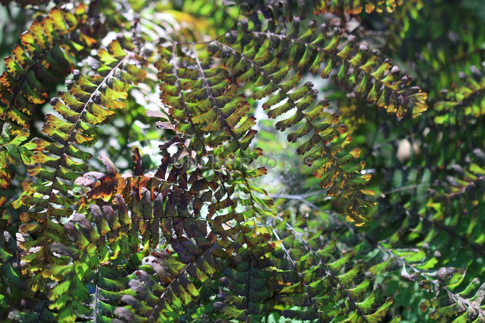 Fern Plant in early fall in park