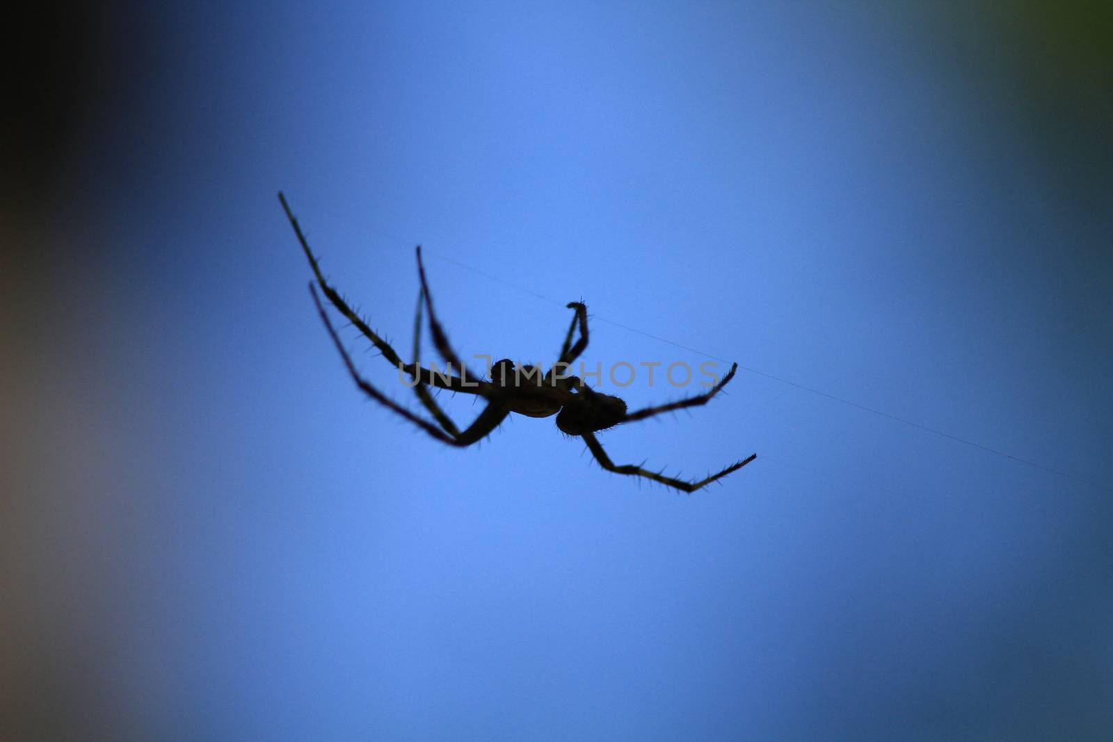 Marbled Orb Weaver Spider male on web in early fall