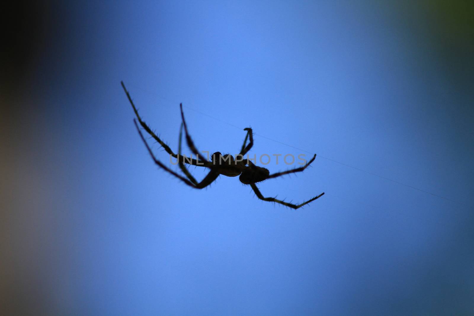 Marbled Orb Weaver Spider male on web in early fall