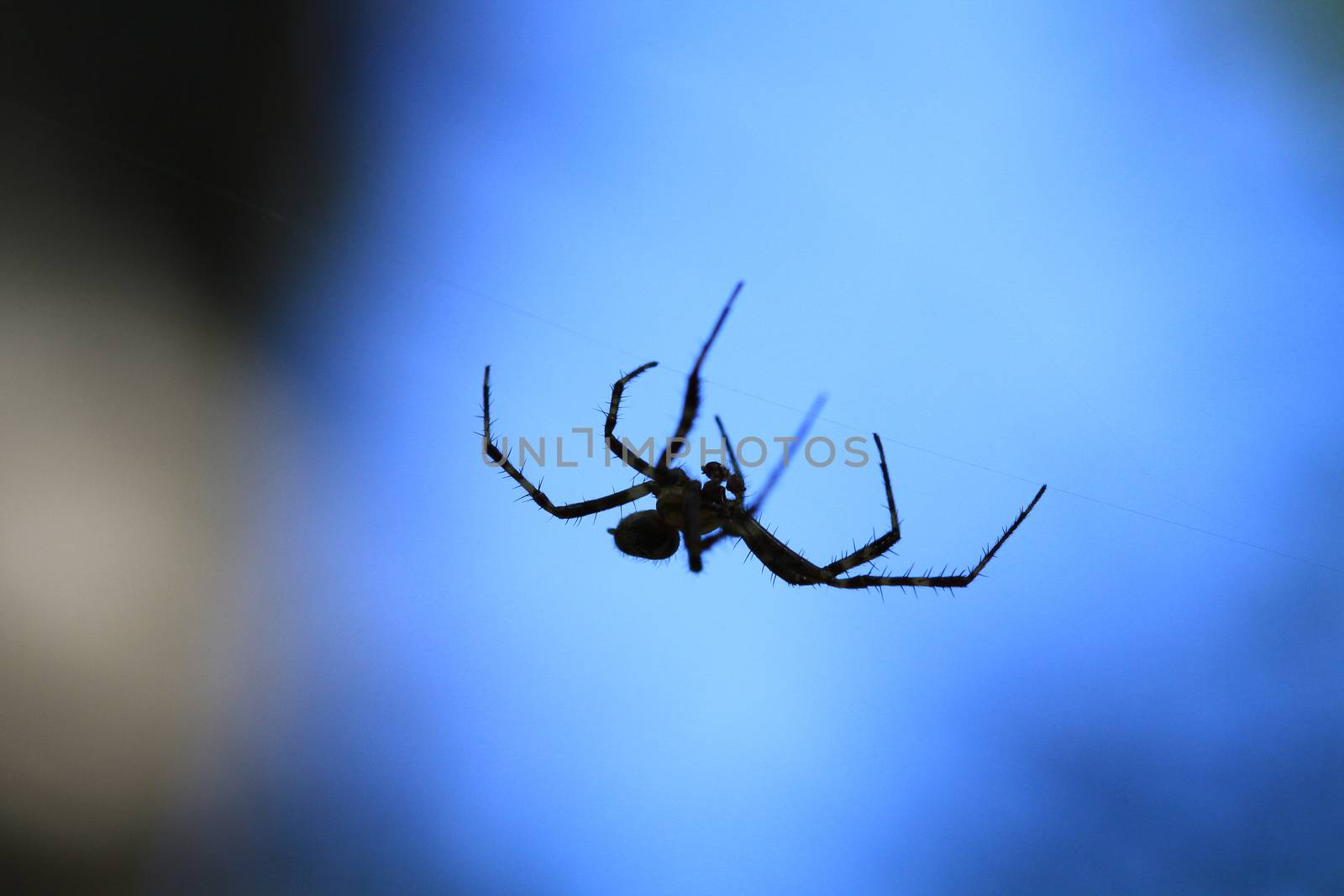 Marbled Orb Weaver Spider male on web in early fall