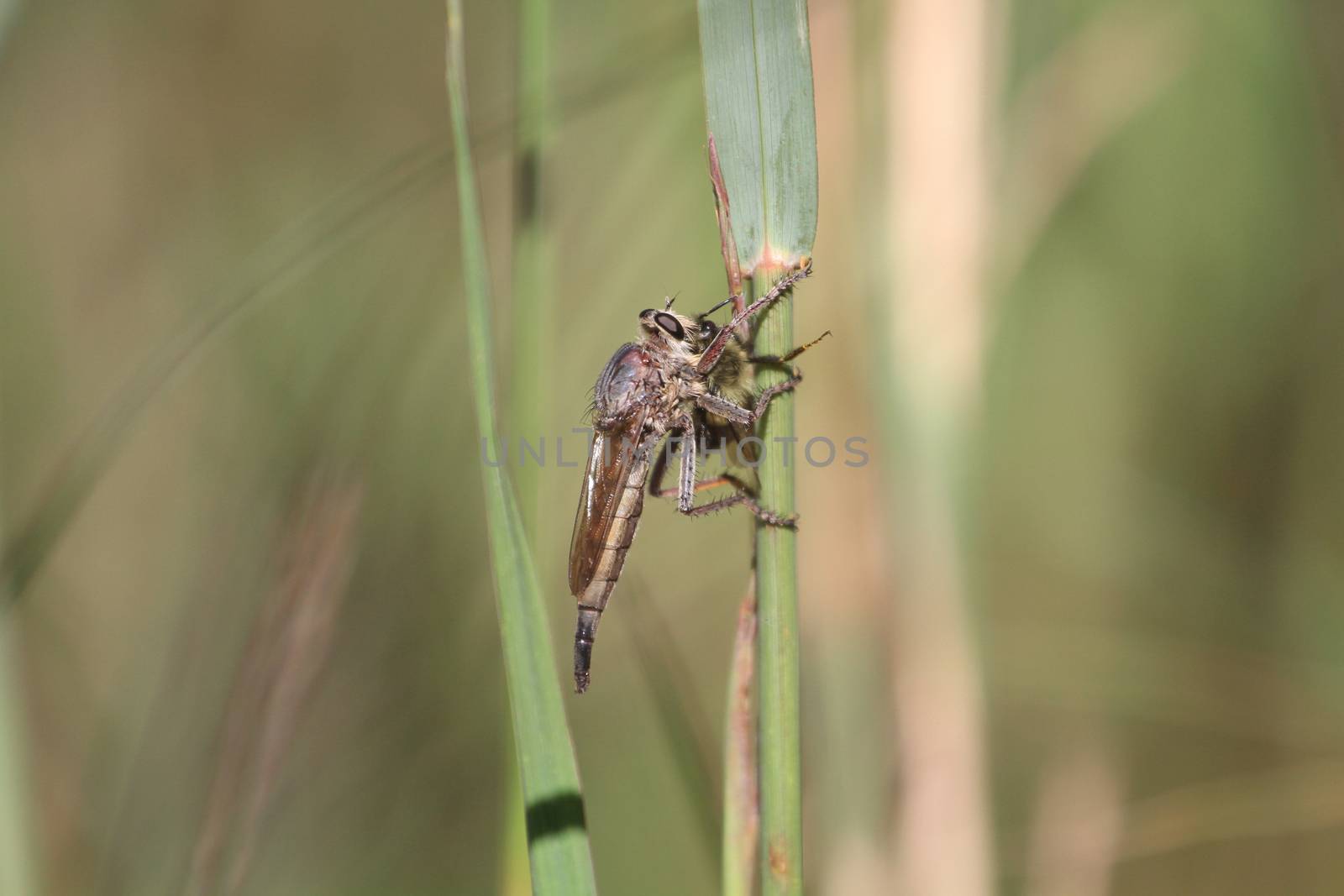 Robber Fly with prey Bumblebee in early fall