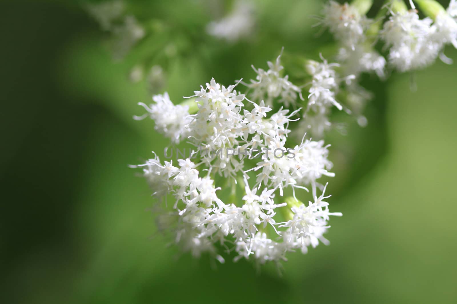 White Snakeroot Flower in early fall light