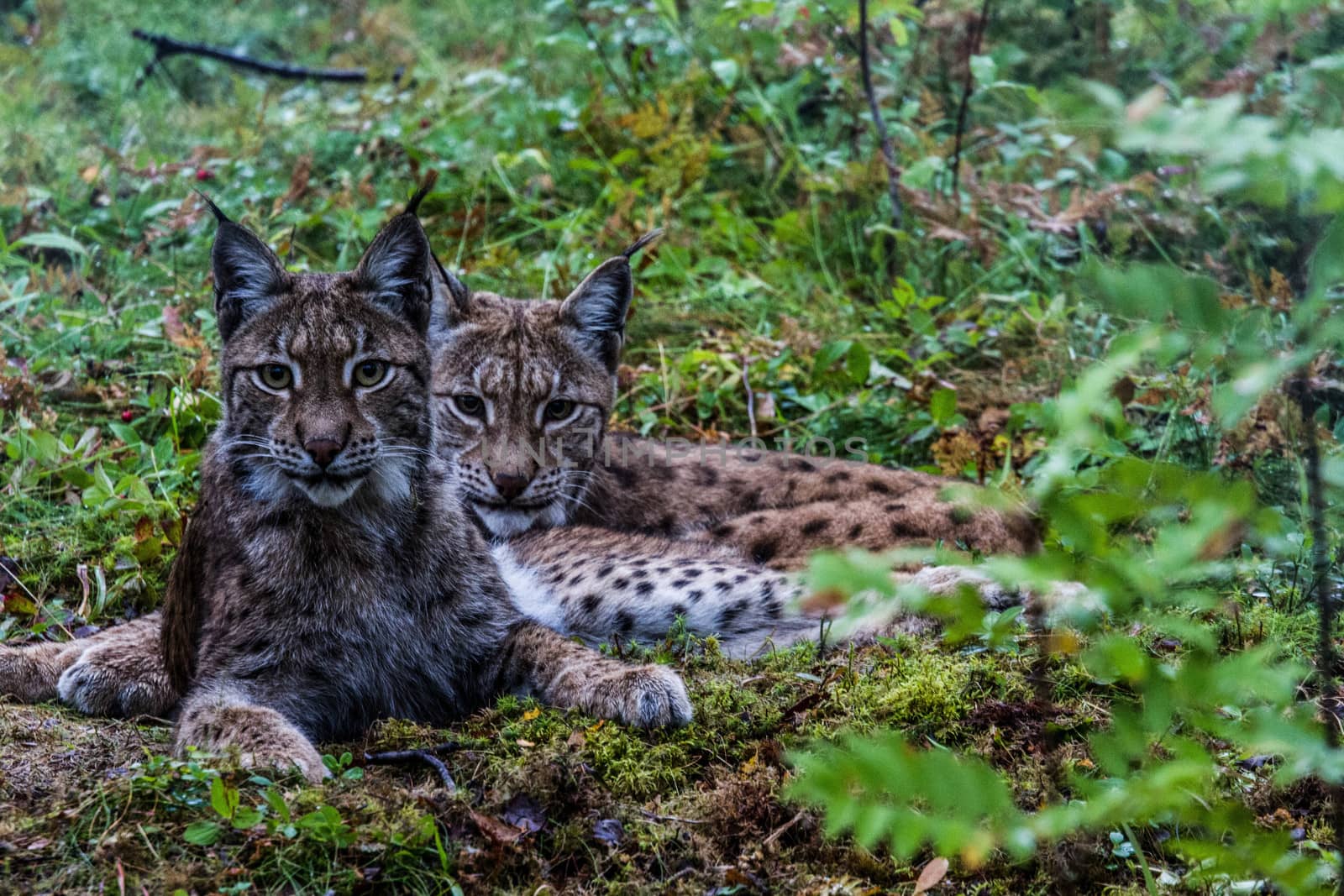 Lynx by bahildonen