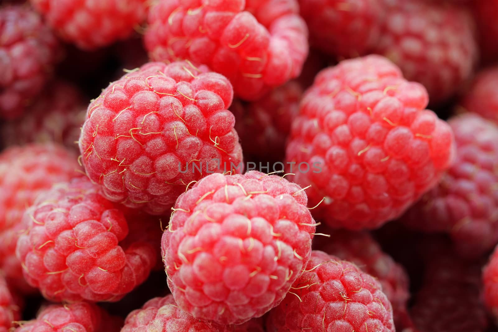 Raspberries tasty food background close up macro photo