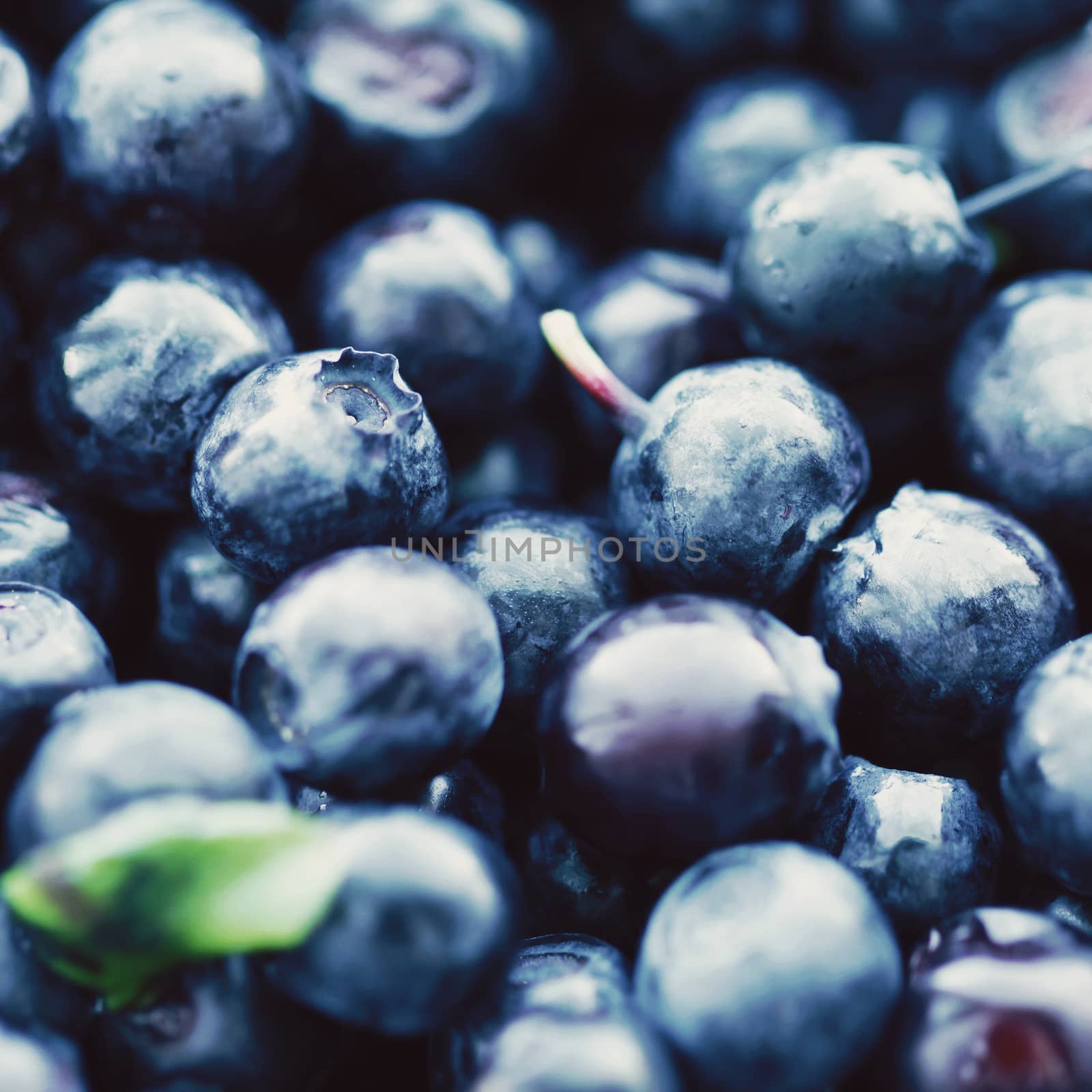 Blueberry food background close up macro photo