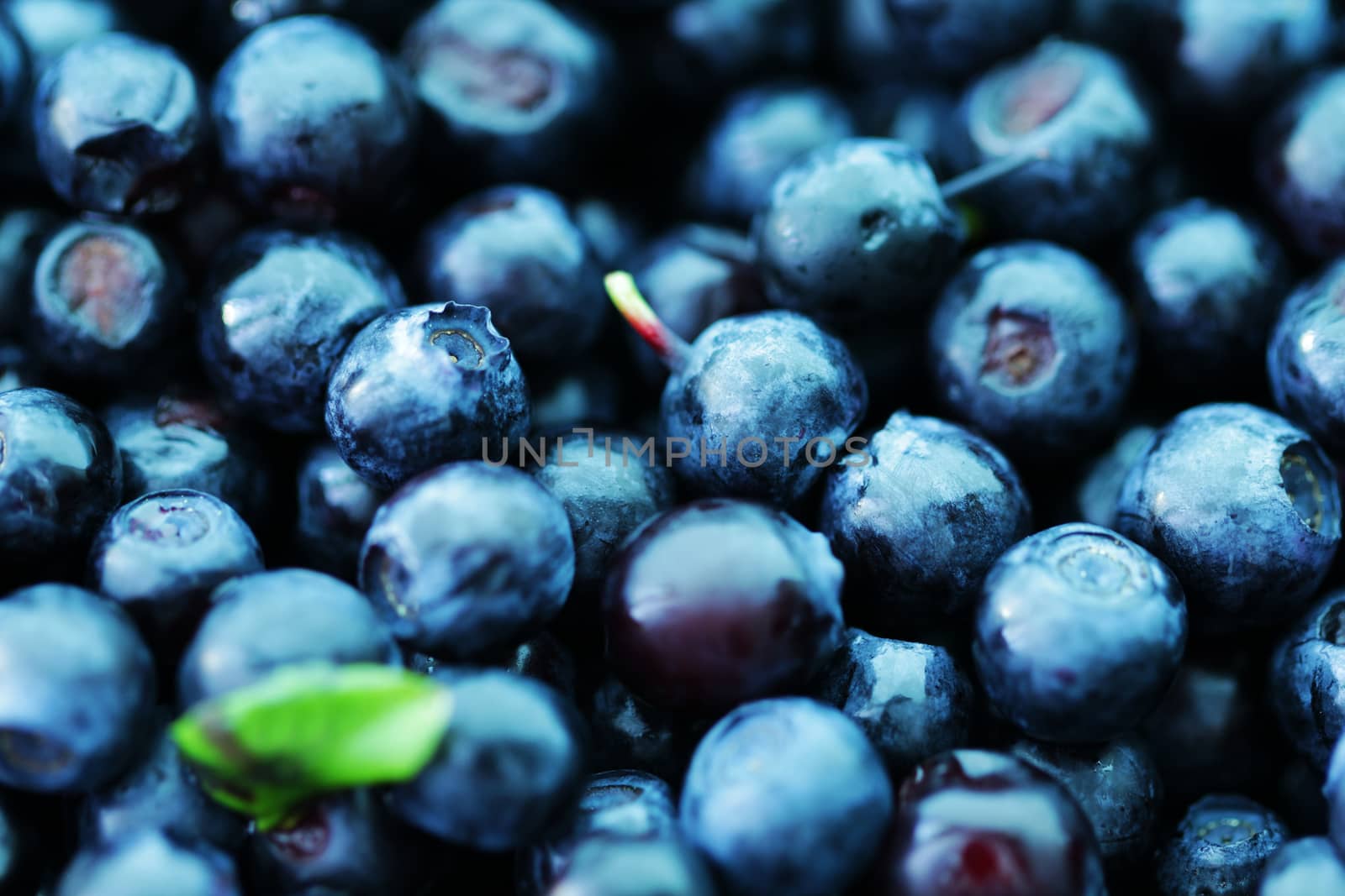 Blueberry food background close up macro photo