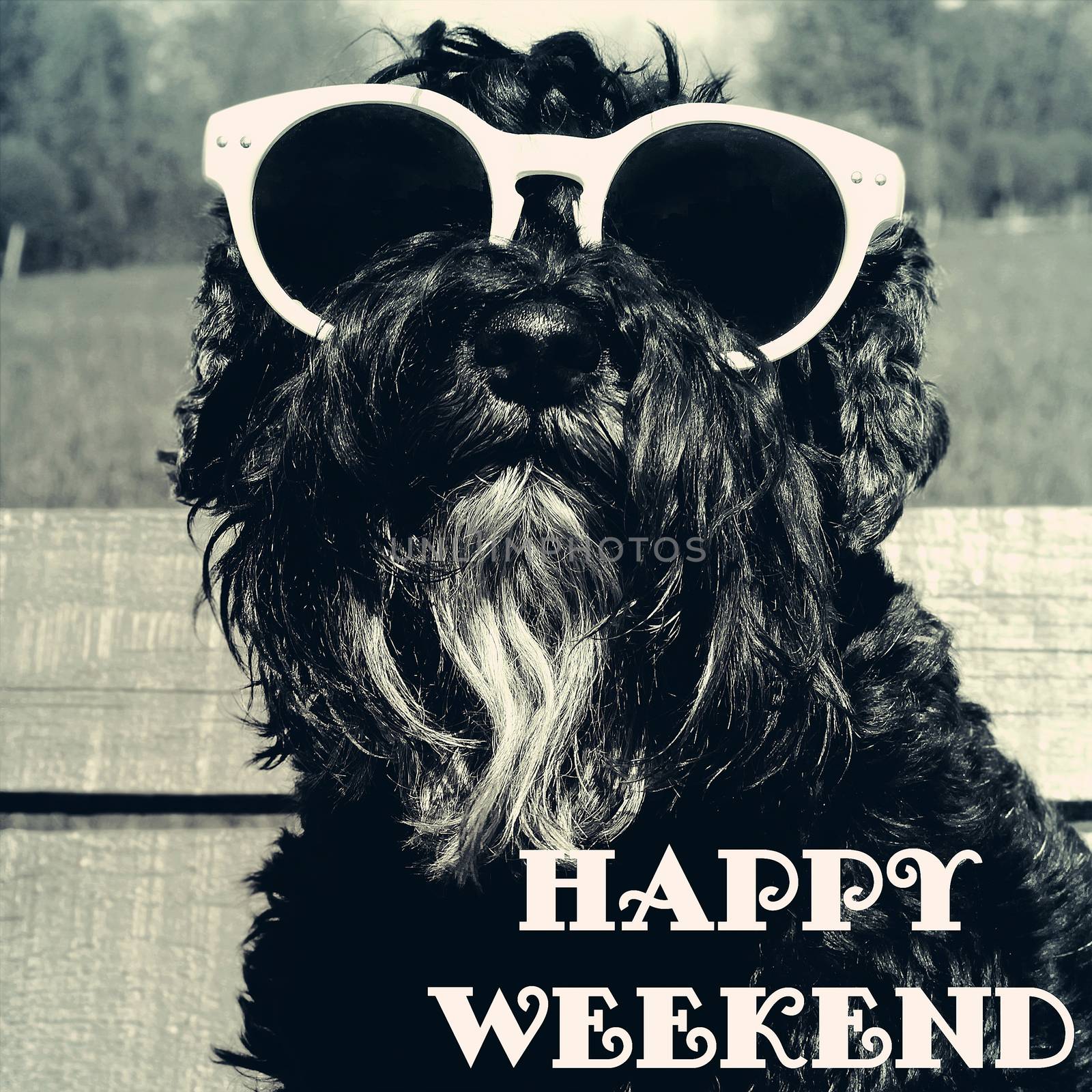 Dog in sunglasses with text: Happy weekend by Voinakh