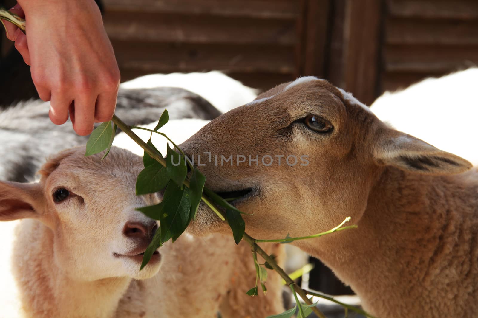 Goats and sheep eating funny close up portrait