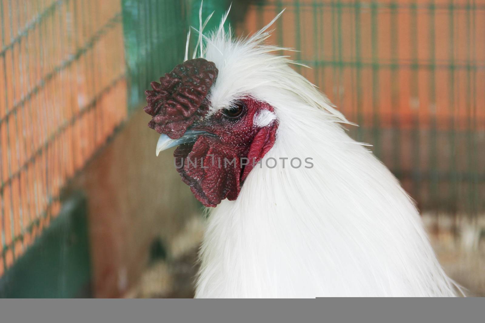 White hen bird close up portrait