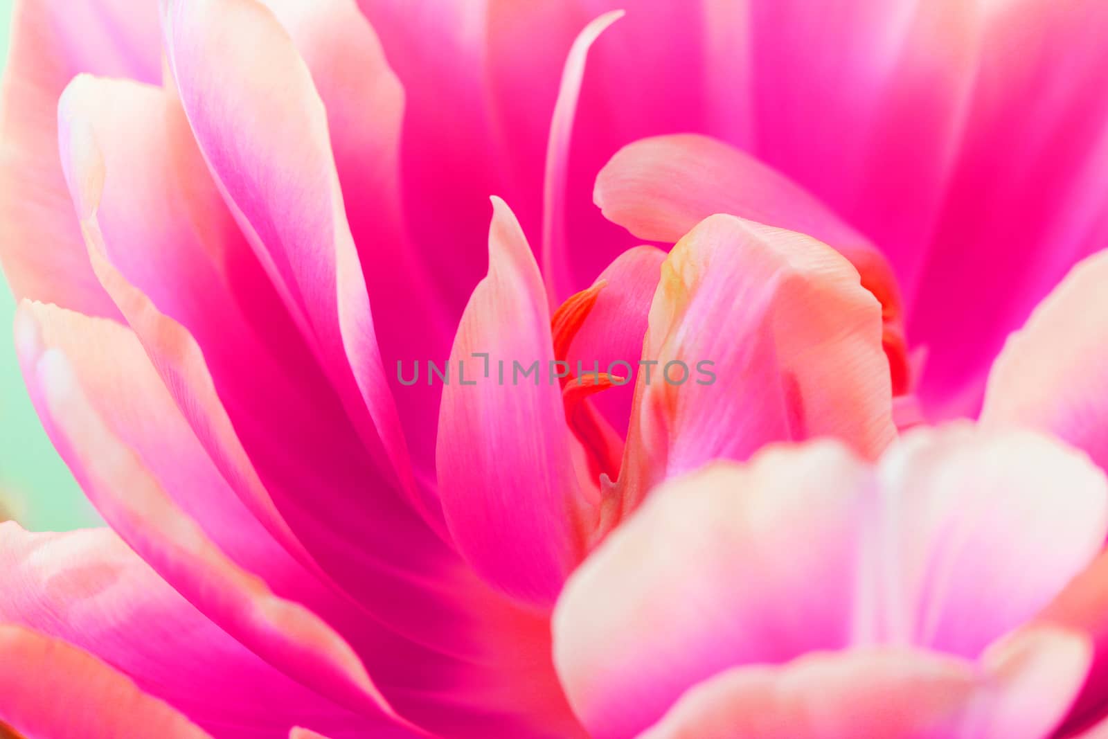 Beautiful close up macro photo of tulip