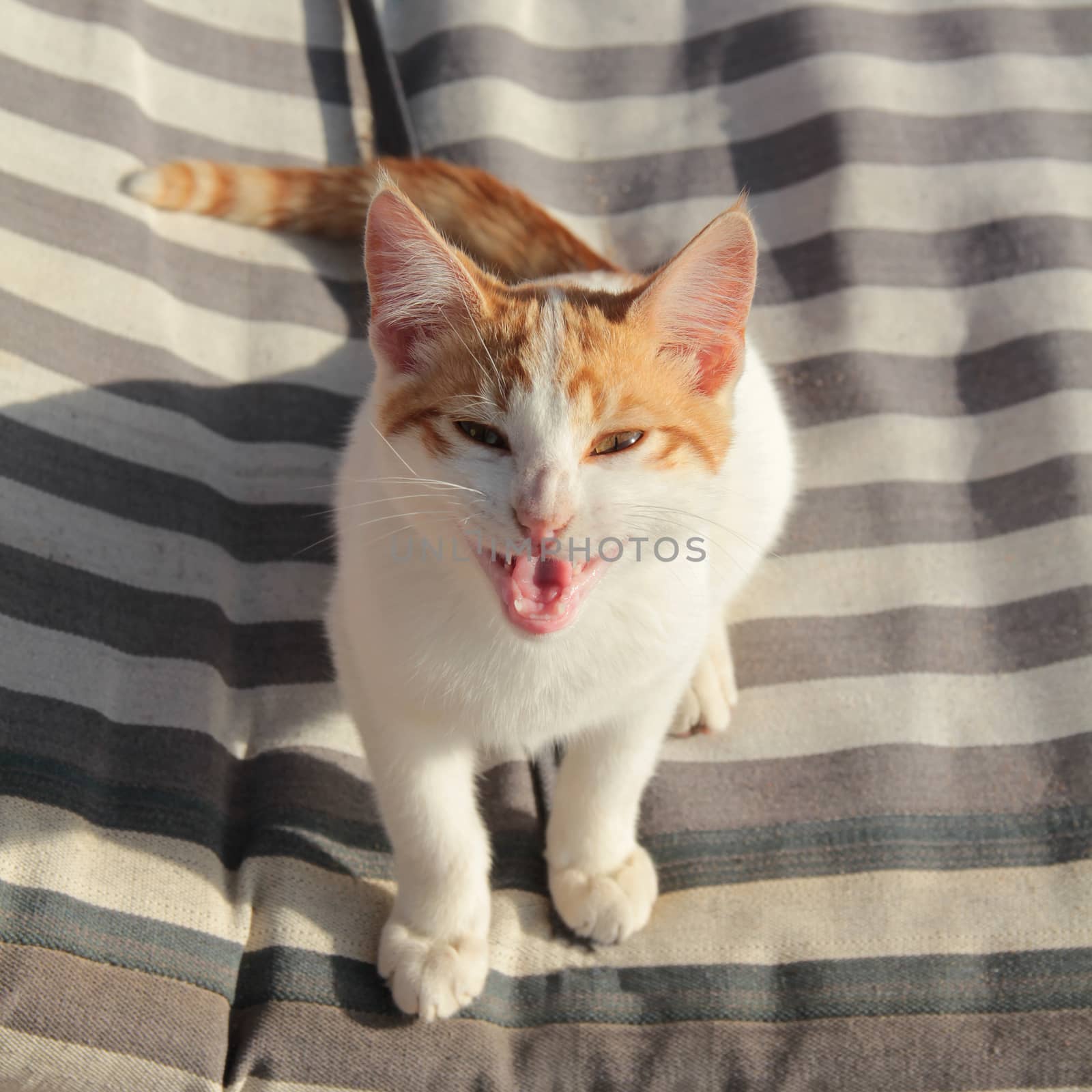 Nice white and red kitten with open mouth in a smile