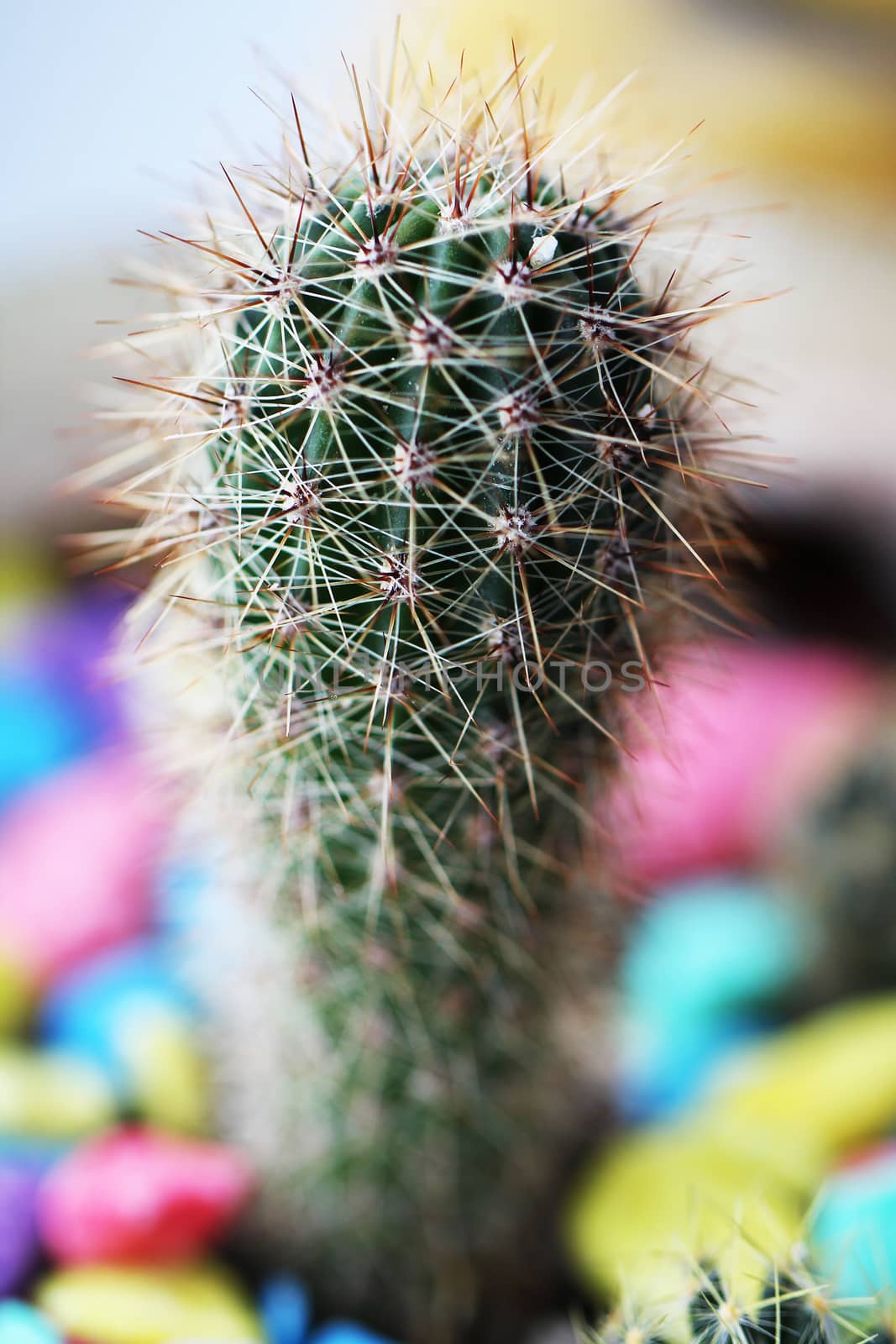 Cactus green plant close up by Voinakh