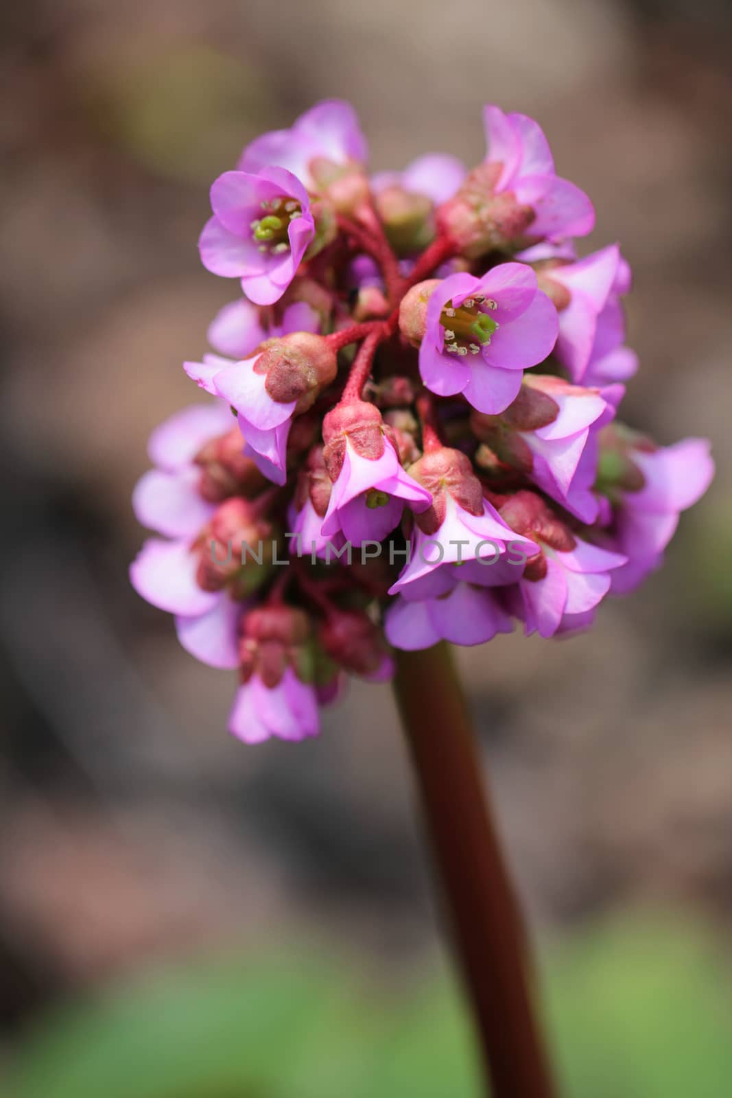 Purple flowers beautiful close up macro photo