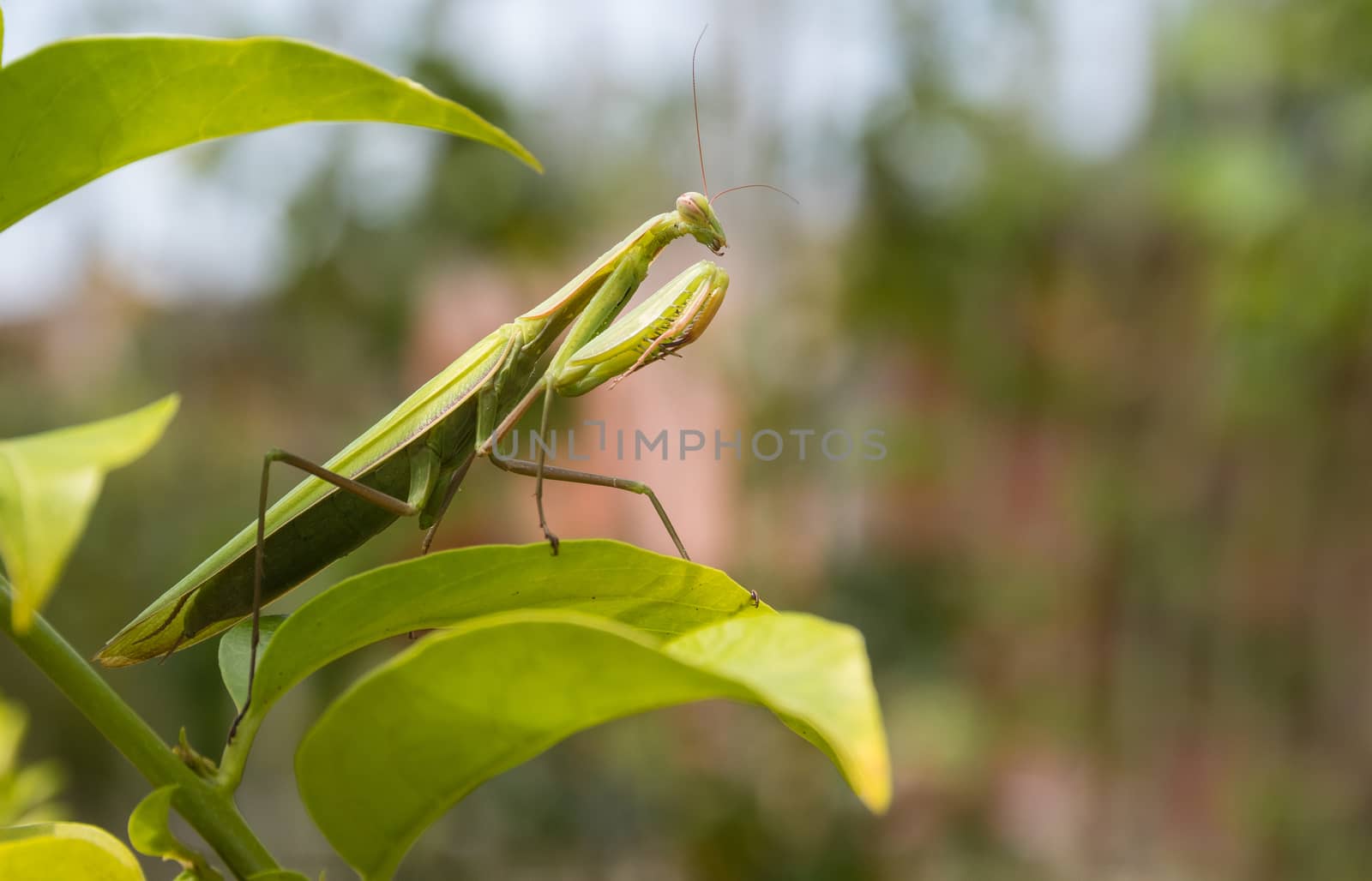 Green Praying Mantis, Mantis religiosa, sitting on a leaf in its typical pose, waiting for insects to catch them. Outisde of Europe this species is also called European Mantis.