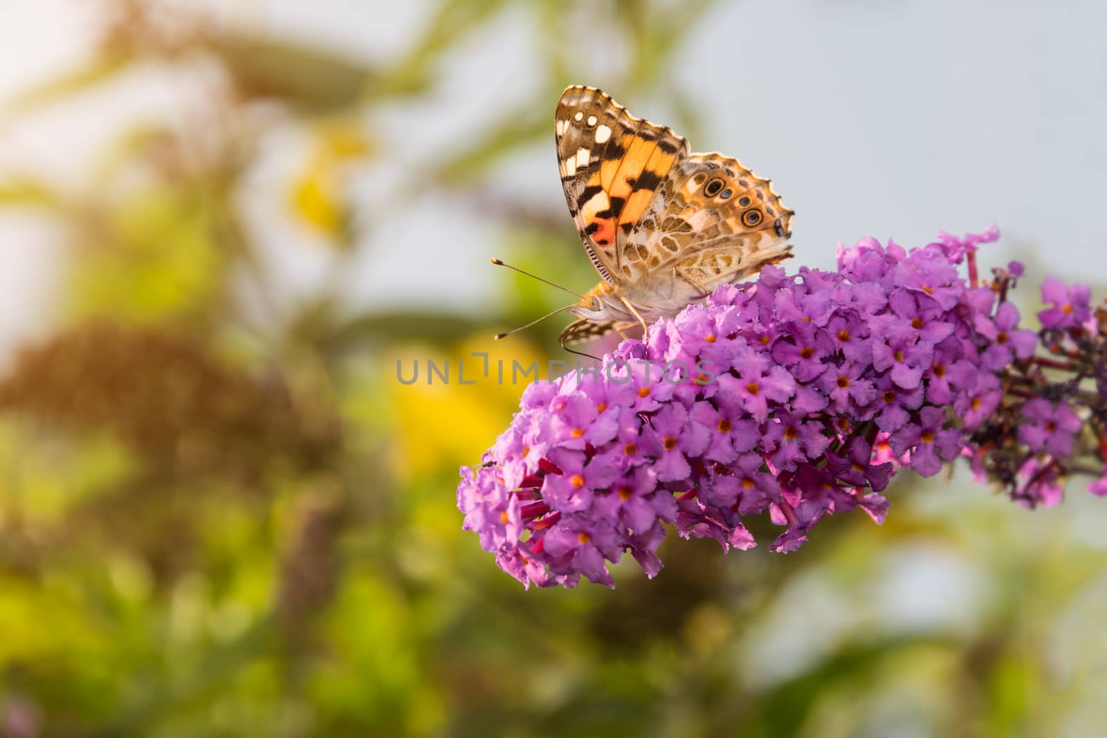 Painted Lady butterfly, Vanessa cardui, feeding on nectar from buddleia flower, lit by afternoon sun.