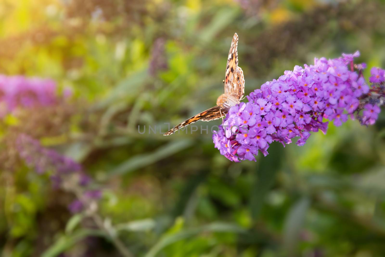 Painted Lady butterfly, Vanessa cardui, feeding on nectar from buddleia flower lit by afternoon sun.