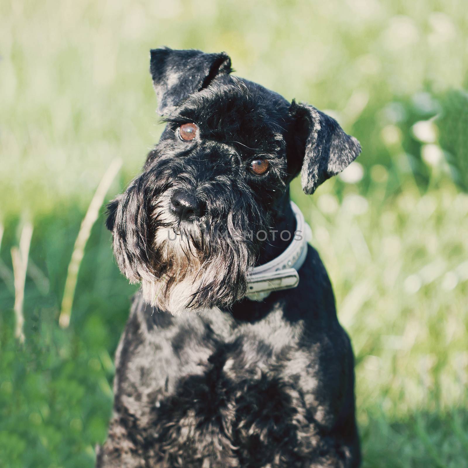 Funny black dog miniature schnauzer close up portrait
