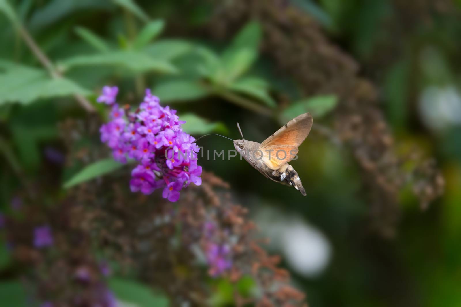 Hummingnird Hawk-moth, Macroglossum stellatarum, feeding on nectar from purple buddleia flower.