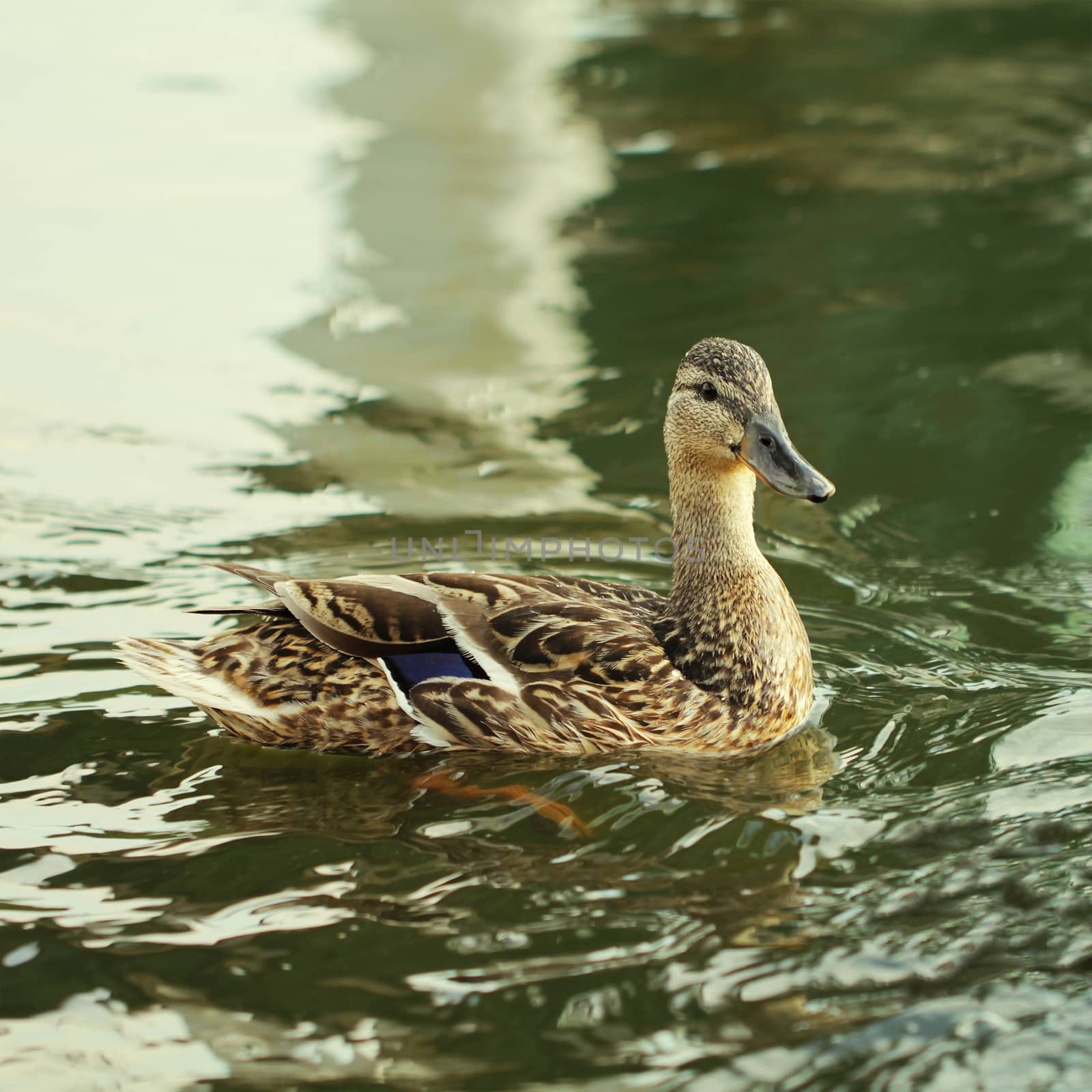 Wild duck bird in the lake by Voinakh