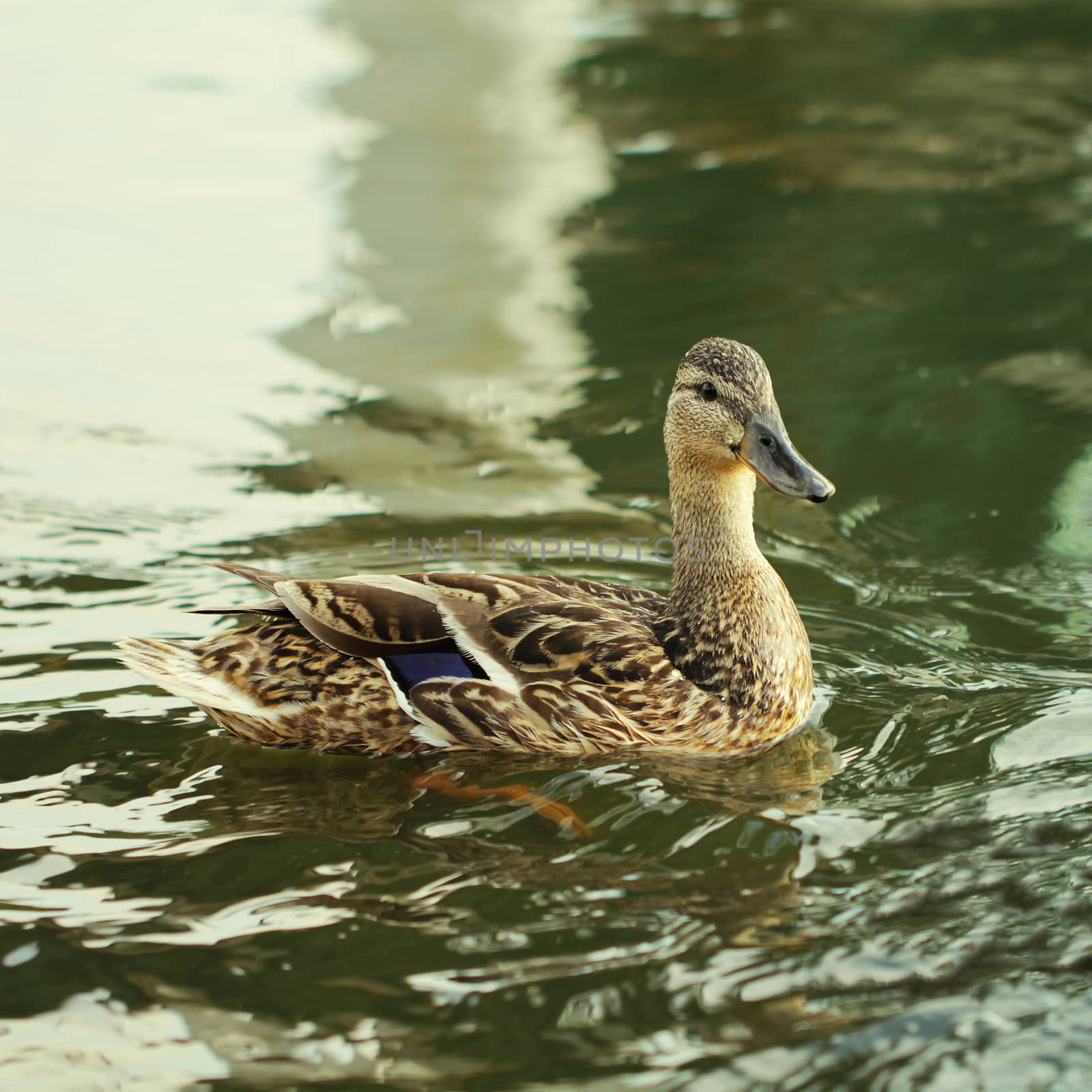 Wild duck bird in the lake or pond beautifull photo