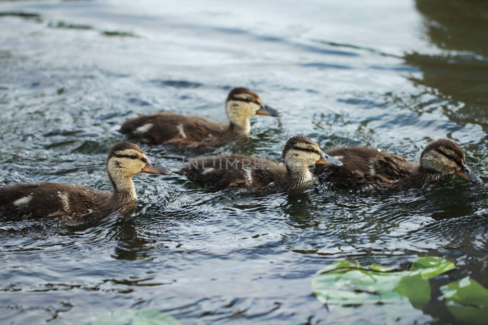 Wild duck bird in the lake by Voinakh