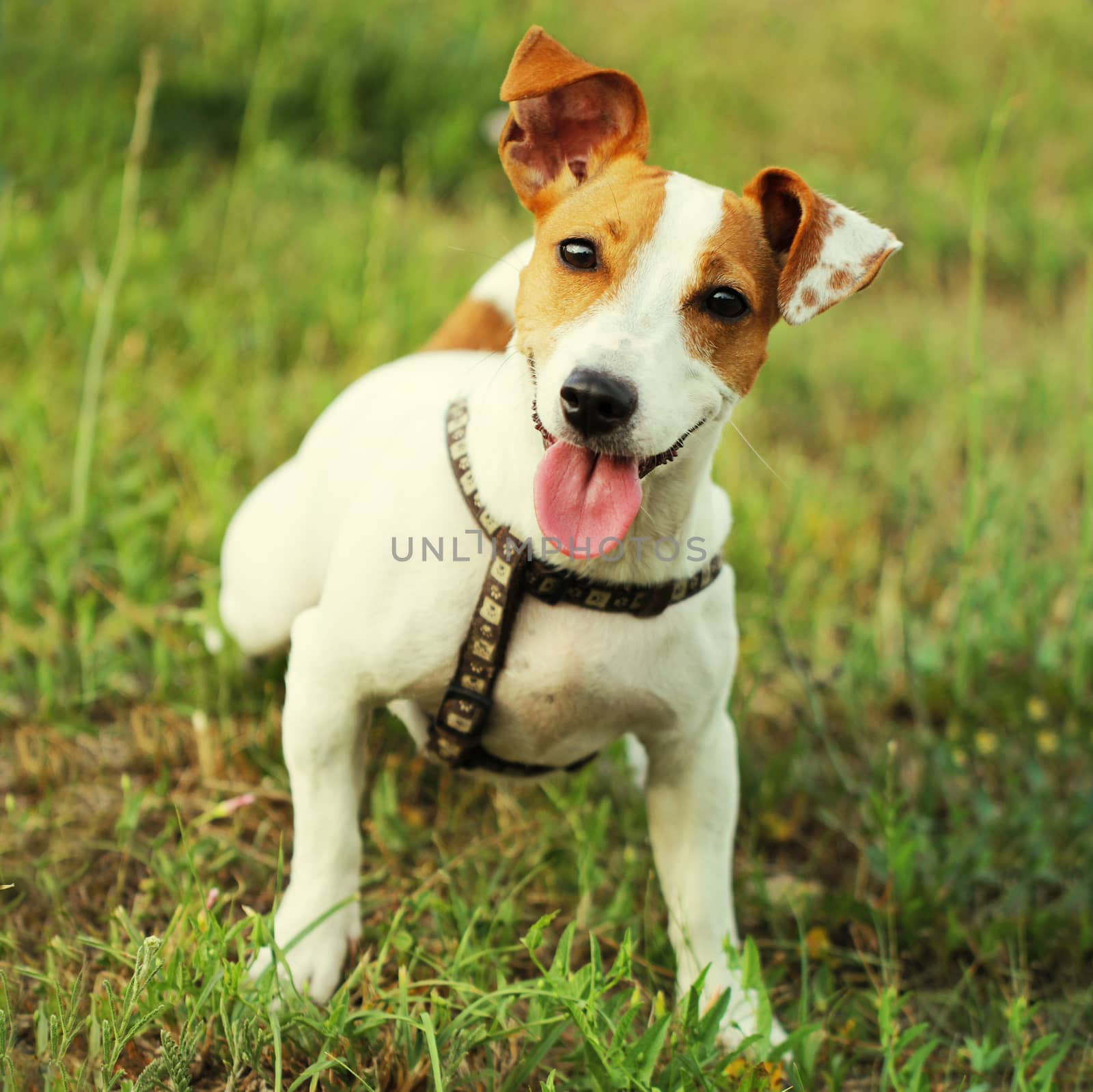 Jack Russell Terrier beautiful small dog by Voinakh