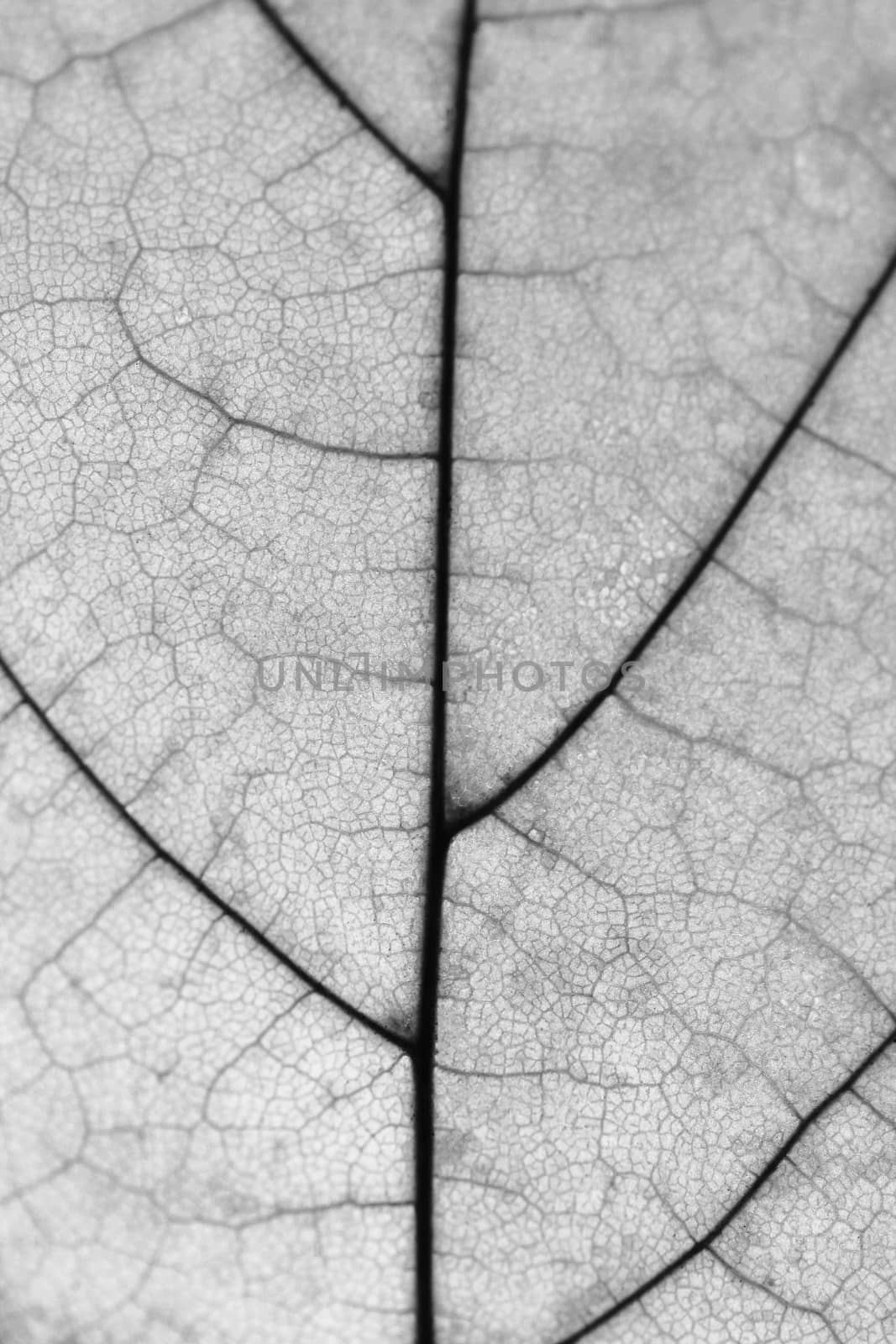 Leaf macro close up photo texture background black and white