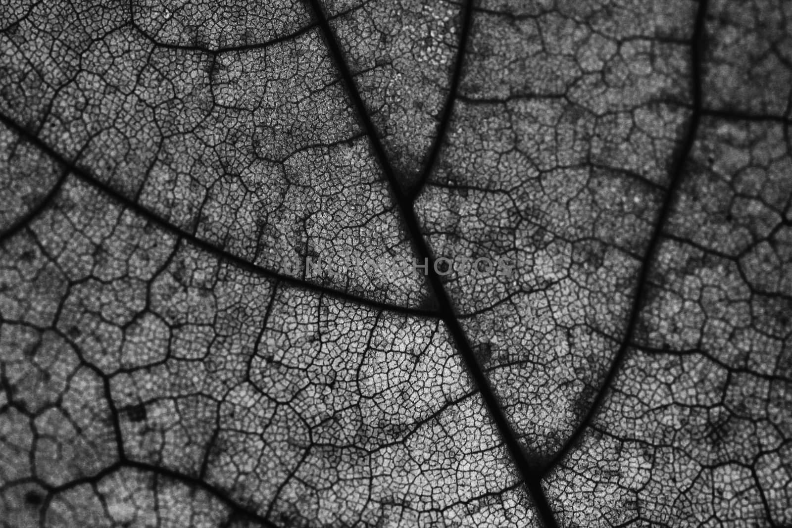 Leaf macro close up photo texture background black and white