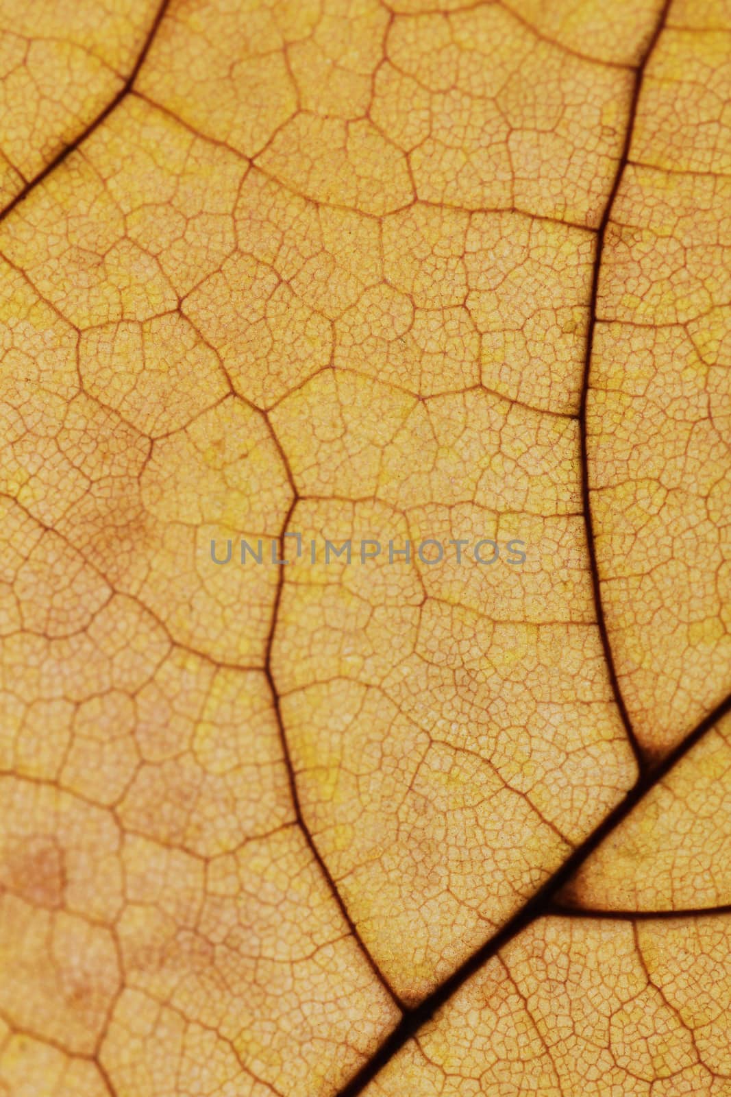 Leaf macro close up photo texture by Voinakh