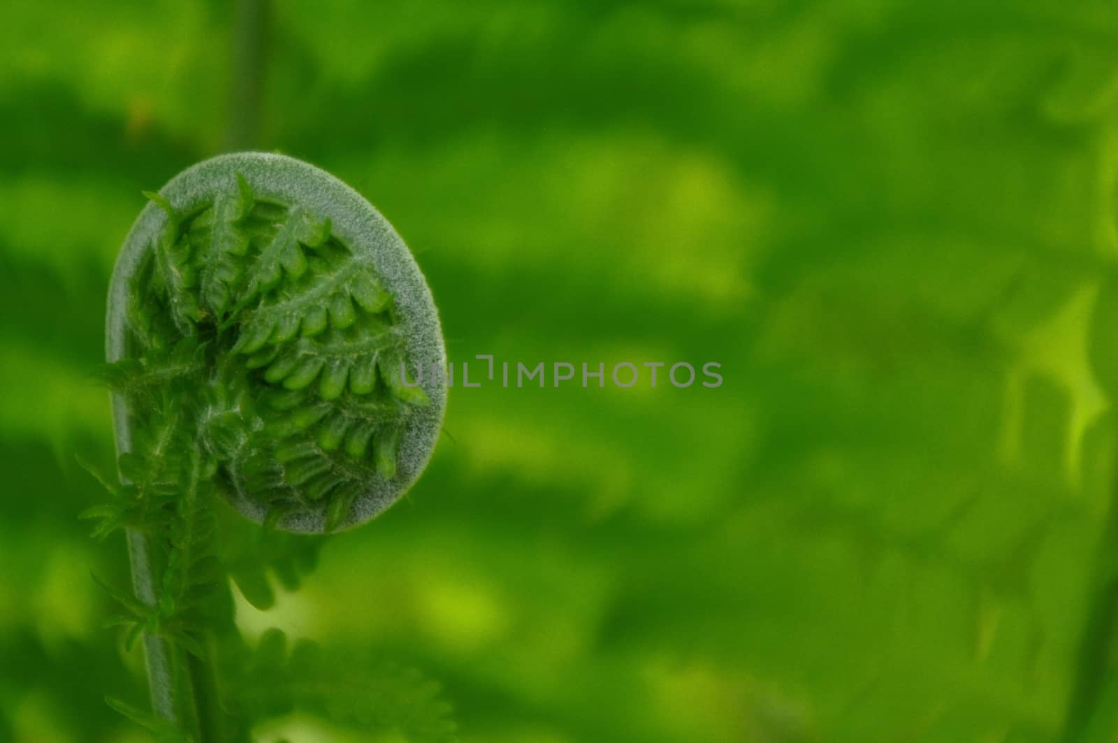 Spiral of young fern in spring, close-up by evolutionnow