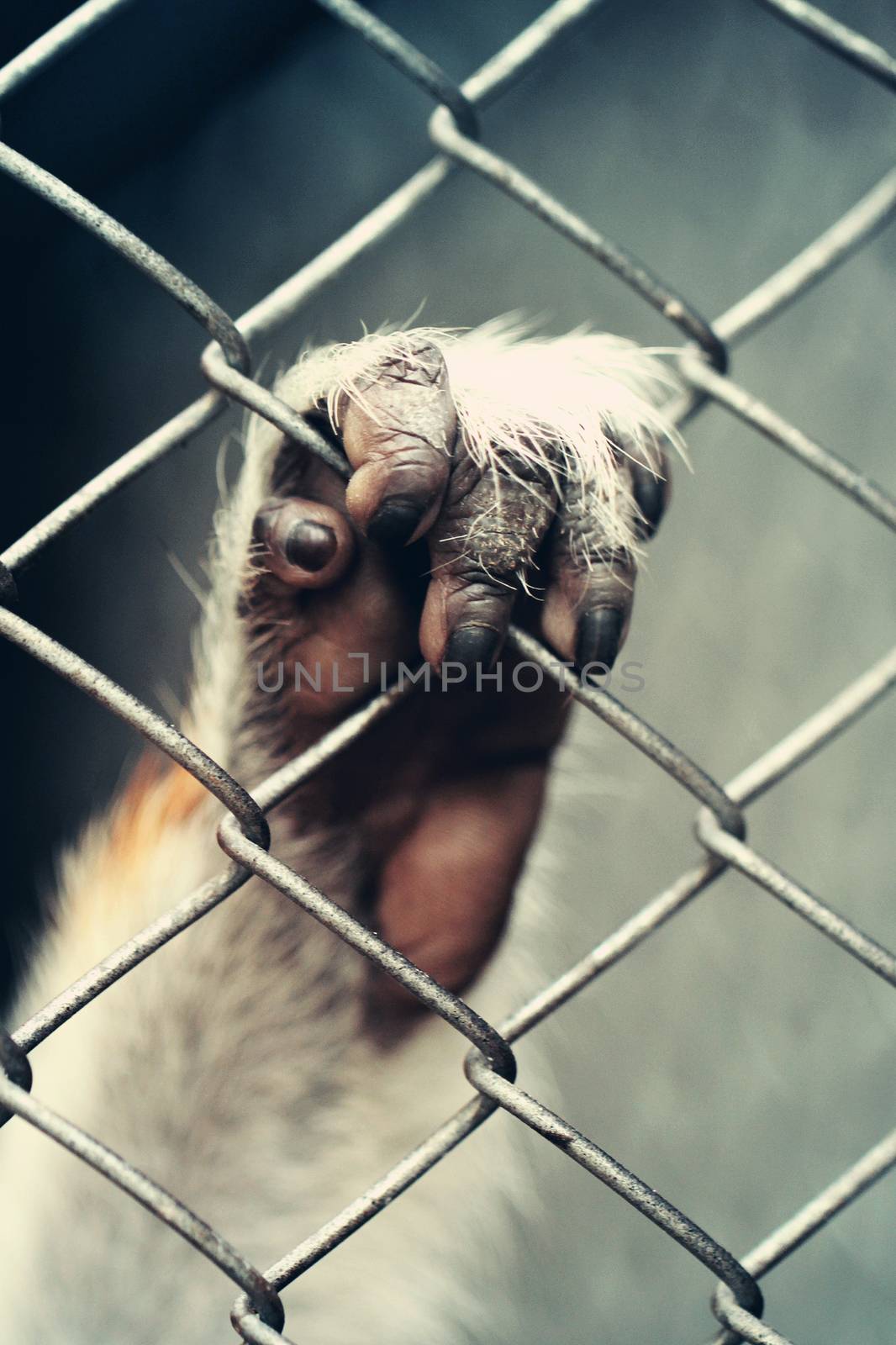 Paw of monkey holding cage at zoo