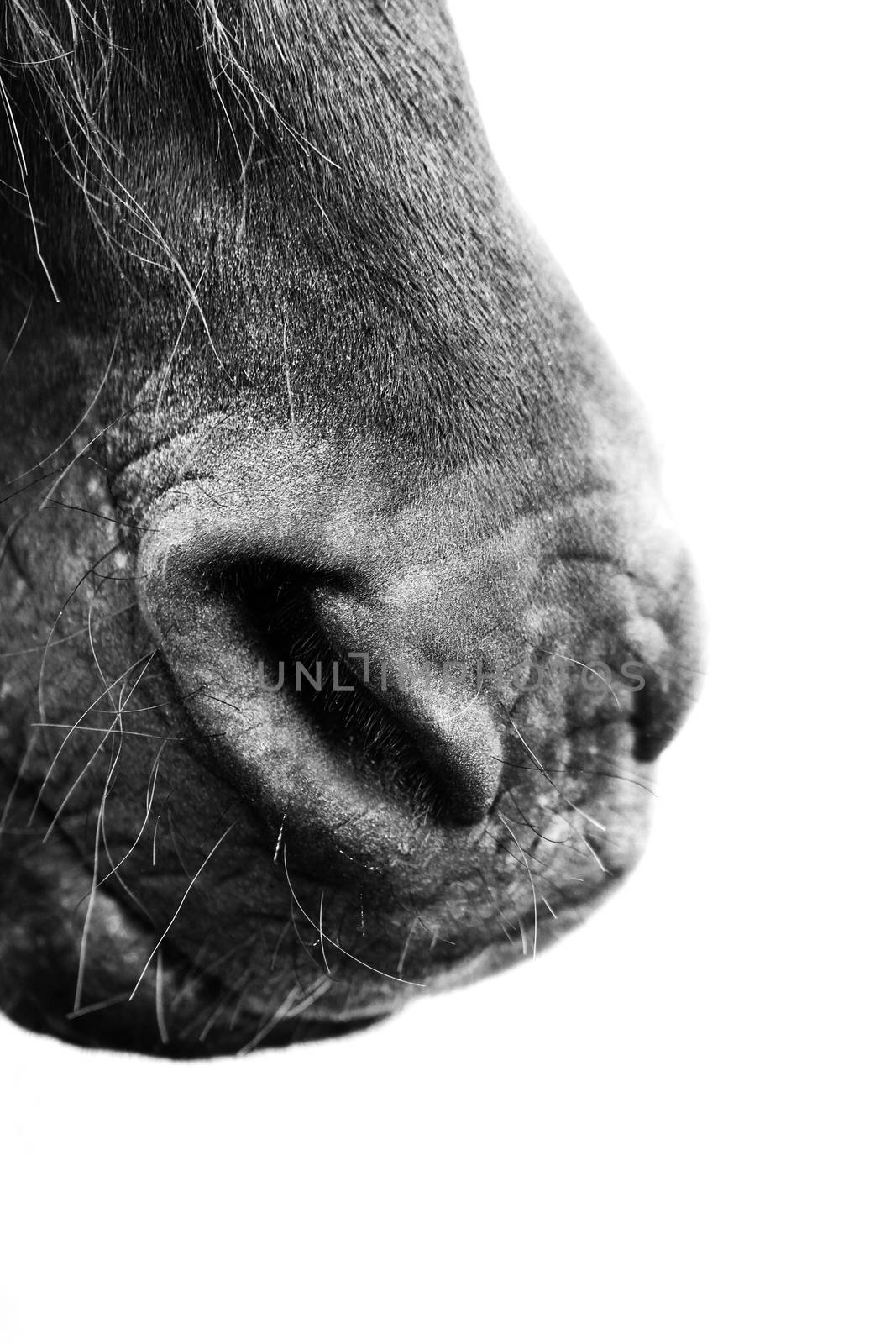 Nose of horse close up macro isolated on white
