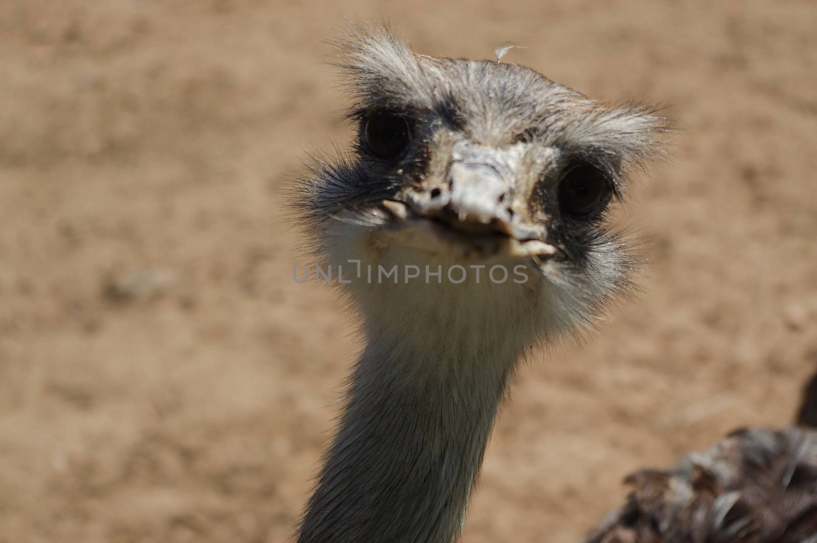 a ostrich head closeup, funny face of a strauss
