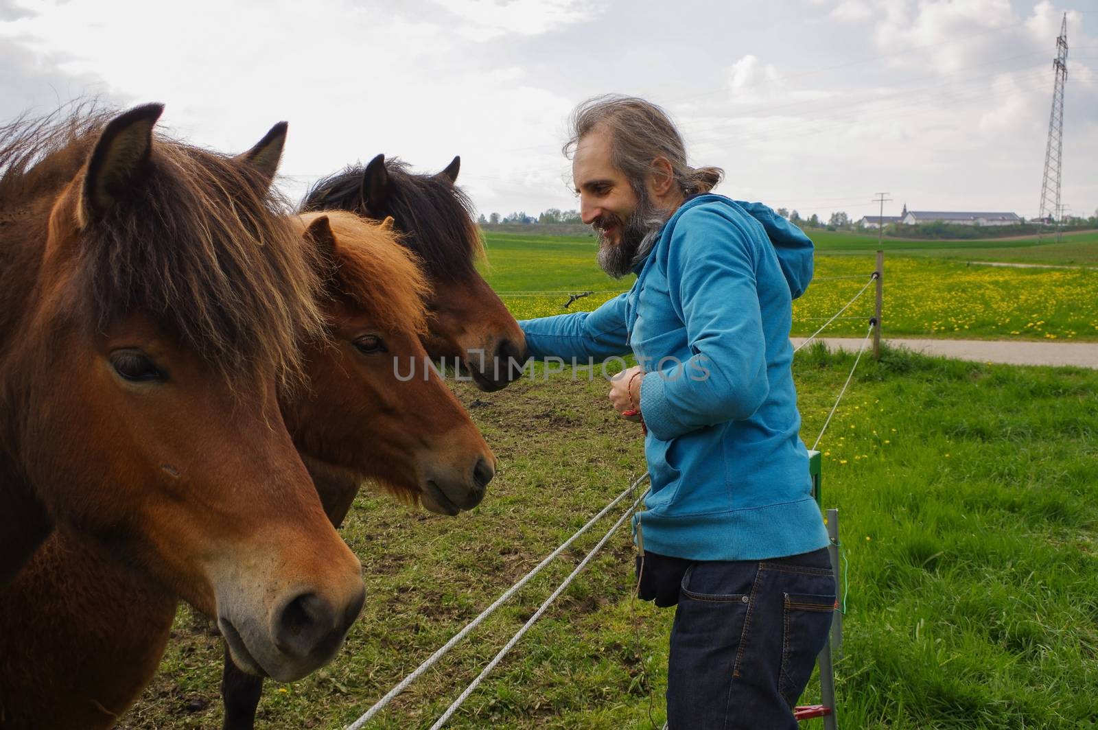 man speaking with horses on a meadow at summer time
